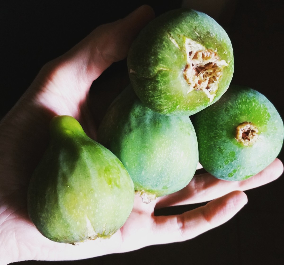 To Harvest, We Must Plant Good&nbsp;Seeds