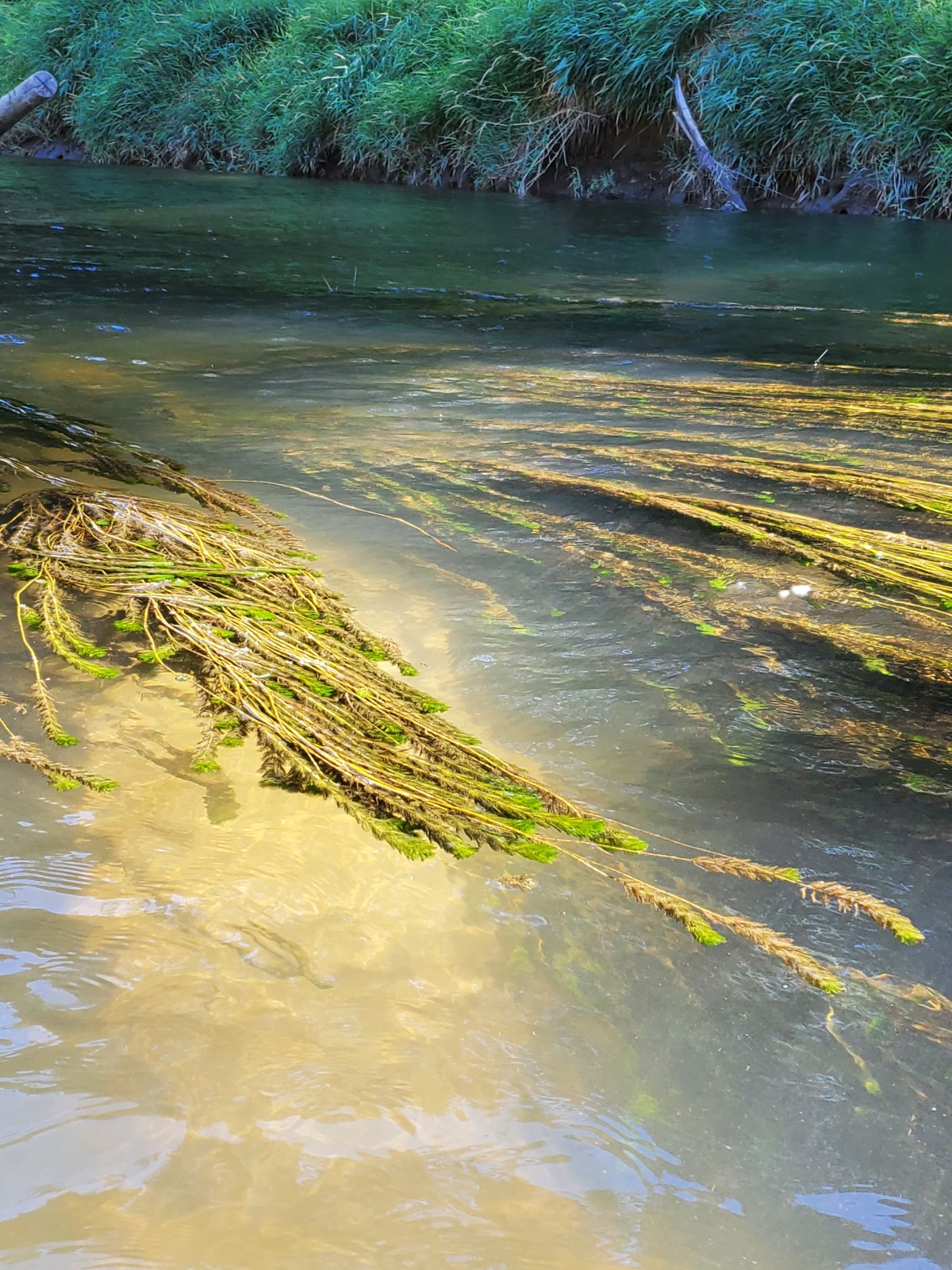 Allowing the Mystery